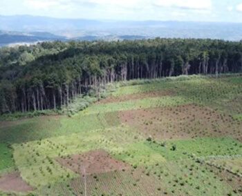 Development of a National Approach to Safeguards and a Safeguards Information System for REDD+ Implementation