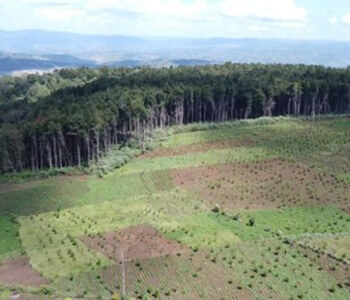 Development of a National Approach to Safeguards and a Safeguards Information System for REDD+ Implementation